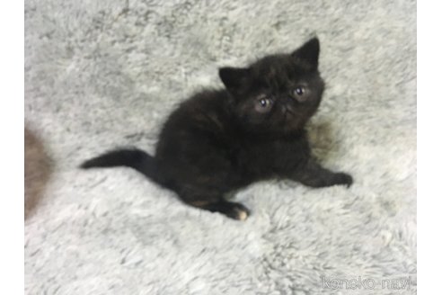 販売中の神奈川県のエキゾチックショートヘア-113827の29枚目