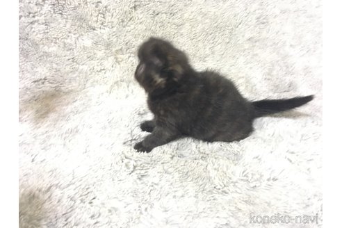 販売中の神奈川県のエキゾチックショートヘア-113827の28枚目