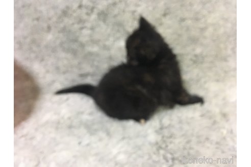 販売中の神奈川県のエキゾチックショートヘア-113827の27枚目