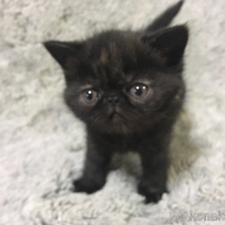 販売中の神奈川県のエキゾチックショートヘア-113827の26枚目