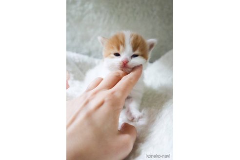 販売中の滋賀県のスコティッシュフォールド-114072の7枚目