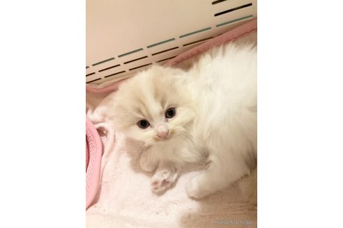 商談中の三重県のスコティッシュフォールド(折れ耳)-114074の6枚目