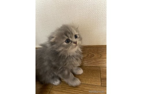 商談中の三重県のスコティッシュフォールド(折れ耳)-114075の13枚目