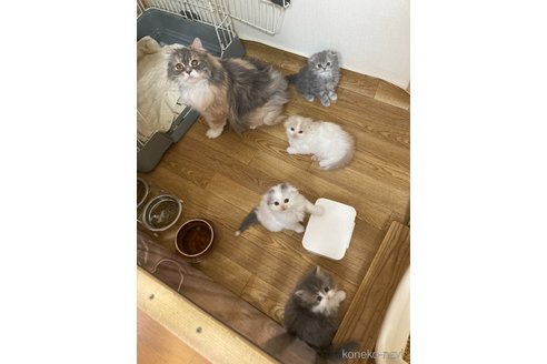 商談中の三重県のスコティッシュフォールド(折れ耳)-114075の15枚目