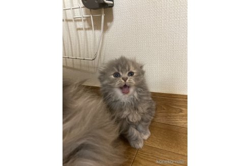商談中の三重県のスコティッシュフォールド(折れ耳)-114075の16枚目