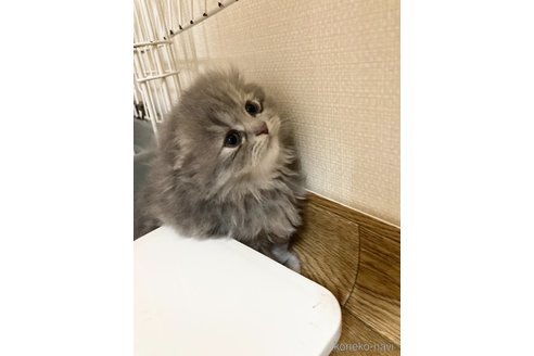 商談中の三重県のスコティッシュフォールド(折れ耳)-114075の2枚目
