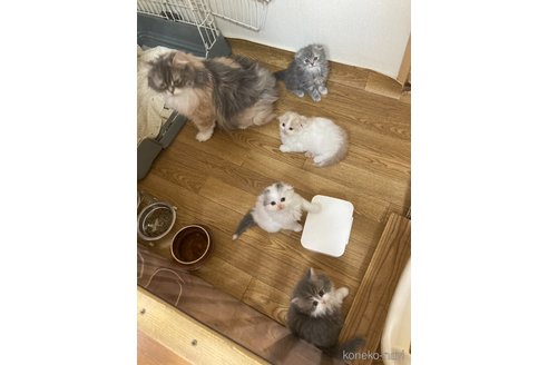 商談中の三重県のスコティッシュフォールド(折れ耳)-114075の3枚目