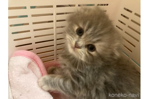 商談中の三重県のスコティッシュフォールド(折れ耳)-114075の6枚目