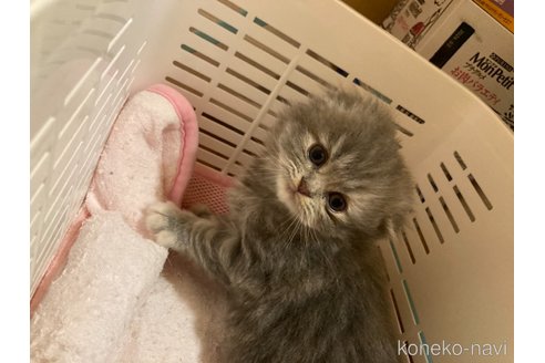 商談中の三重県のスコティッシュフォールド(折れ耳)-114075の12枚目