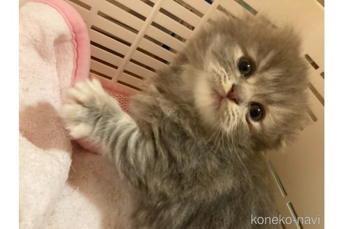 商談中の三重県のスコティッシュフォールド(折れ耳)-114075の8枚目
