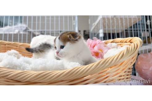 成約済の群馬県のスコティッシュフォールド-114079の4枚目
