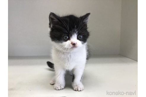 販売中の山形県のスコティッシュフォールド-114084の5枚目