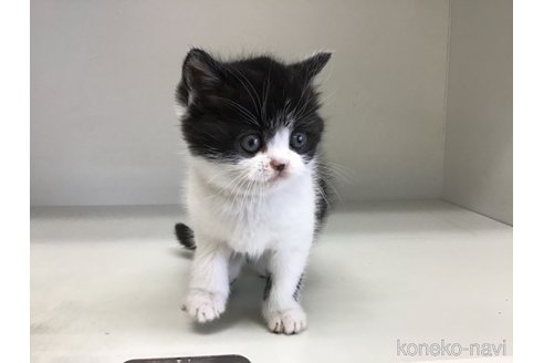 販売中の山形県のスコティッシュフォールド-114084の6枚目