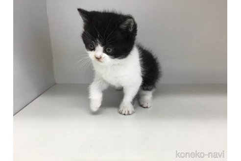 販売中の山形県のスコティッシュフォールド-114084の7枚目