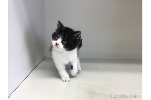 販売中の山形県のスコティッシュフォールド-114084の9枚目
