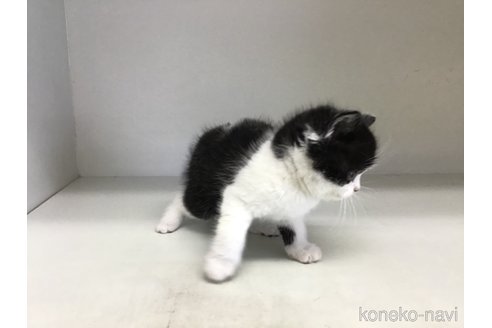 販売中の山形県のスコティッシュフォールド-114084の10枚目