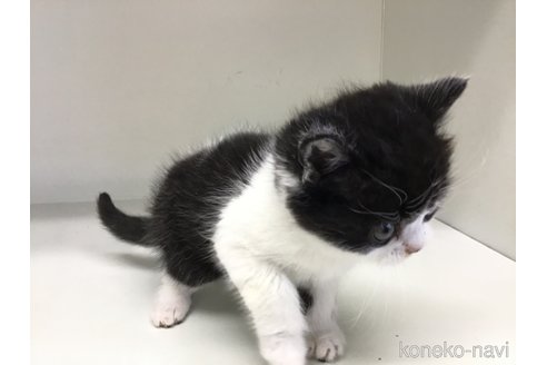 販売中の山形県のスコティッシュフォールド-114084の8枚目