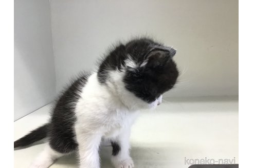 販売中の山形県のスコティッシュフォールド-114084の3枚目