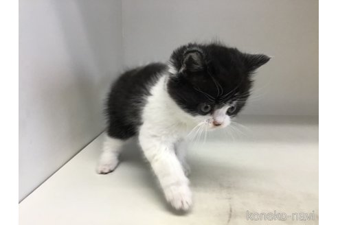 販売中の山形県のスコティッシュフォールド-114084の2枚目