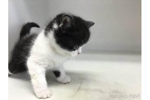 販売中の山形県のスコティッシュフォールド-114084の4枚目