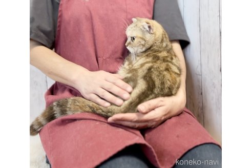 販売中の静岡県のスコティッシュフォールド(折れ耳)-114094の2枚目