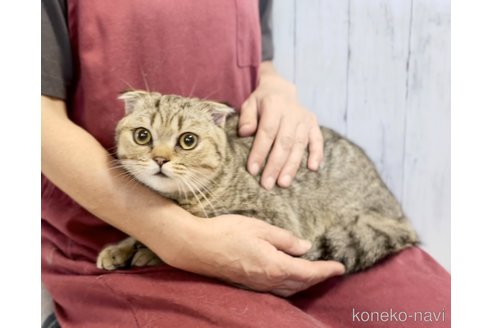 販売中の静岡県のスコティッシュフォールド(折れ耳)-114096の3枚目