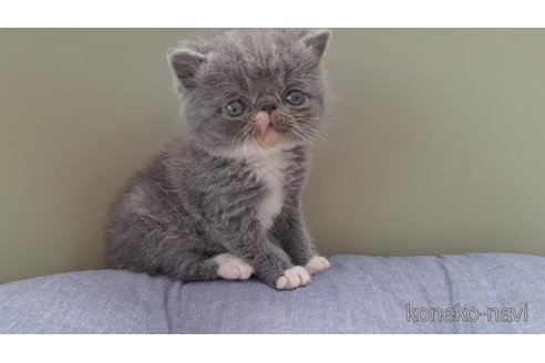 成約済の岐阜県のエキゾチックショートヘア-114097の4枚目
