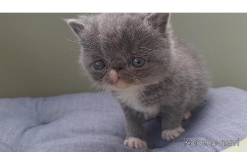成約済の岐阜県のエキゾチックショートヘア-114097の6枚目