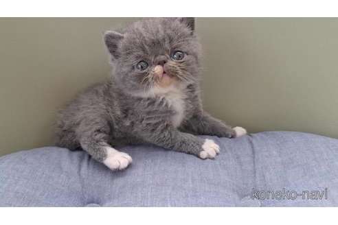 成約済の岐阜県のエキゾチックショートヘア-114097の5枚目