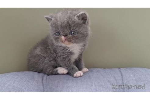成約済の岐阜県のエキゾチックショートヘア-114097の3枚目