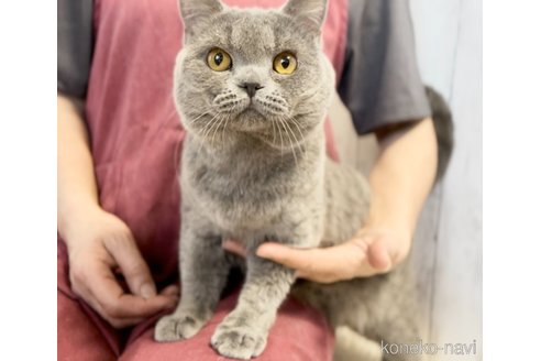 成約済の静岡県のブリティッシュショートヘア-114098の4枚目