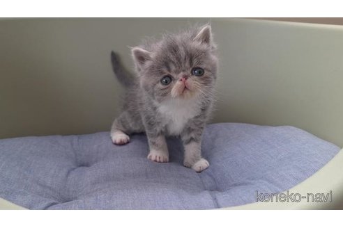 成約済の岐阜県のエキゾチックショートヘア-114100の5枚目