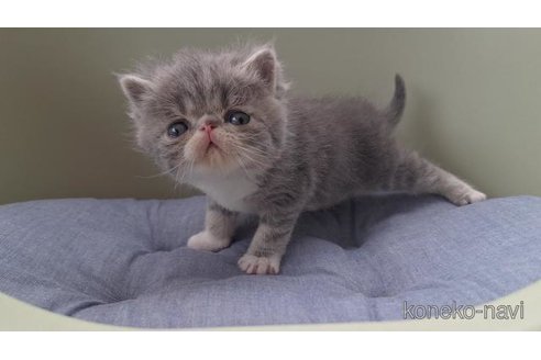 成約済の岐阜県のエキゾチックショートヘア-114100の4枚目