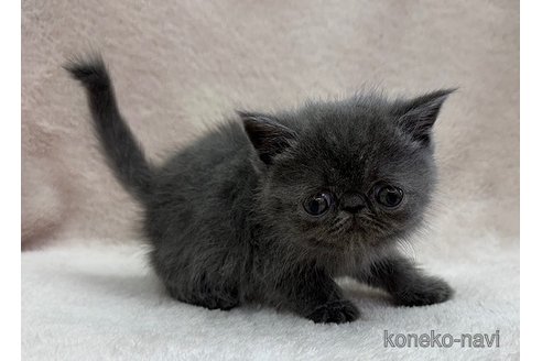 成約済の千葉県のエキゾチックショートヘア-114111の2枚目