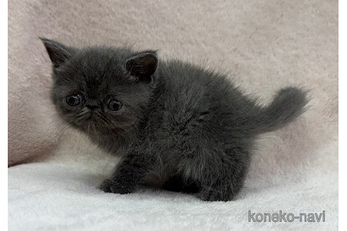 成約済の千葉県のエキゾチックショートヘア-114111の3枚目