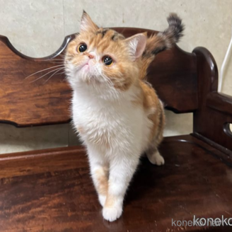 販売中ののエキゾチックショートヘア-114117