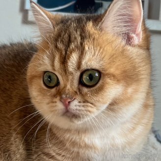 販売中の埼玉県のブリティッシュショートヘア-112052