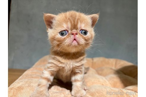 販売中の岐阜県のエキゾチックショートヘア-112971