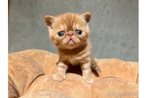 販売中の岐阜県のエキゾチックショートヘア-112971の3枚目