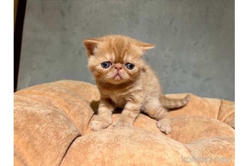販売中の岐阜県のエキゾチックショートヘア-112971の4枚目