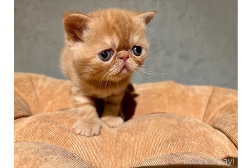 販売中の岐阜県のエキゾチックショートヘア-112971の6枚目