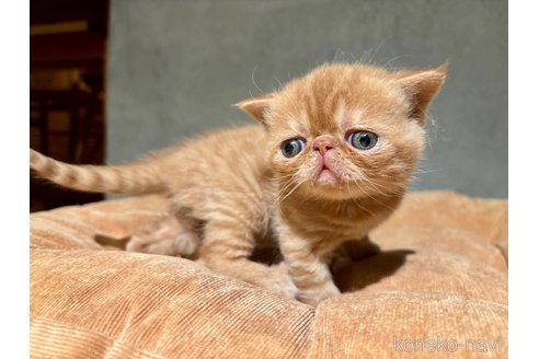 販売中の岐阜県のエキゾチックショートヘア-112971の7枚目