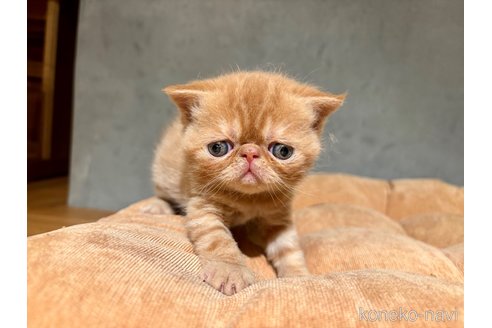 販売中の岐阜県のエキゾチックショートヘア-112971の2枚目