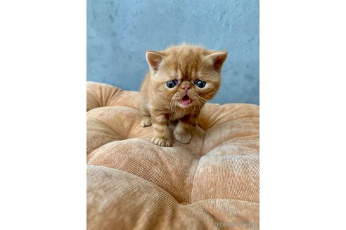 商談中の岐阜県のエキゾチックショートヘア-112974の7枚目