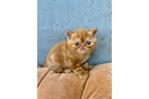 商談中の岐阜県のエキゾチックショートヘア-112974の6枚目