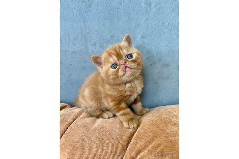 商談中の岐阜県のエキゾチックショートヘア-112974の4枚目