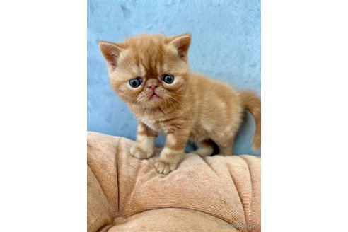商談中の岐阜県のエキゾチックショートヘア-112974の2枚目