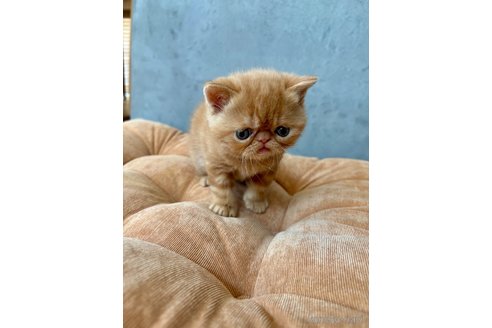 商談中の岐阜県のエキゾチックショートヘア-112974の3枚目