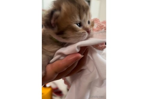 販売中の兵庫県のブリティッシュロングヘア-114144の4枚目