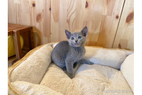 成約済の長野県のロシアンブルー-114147の2枚目